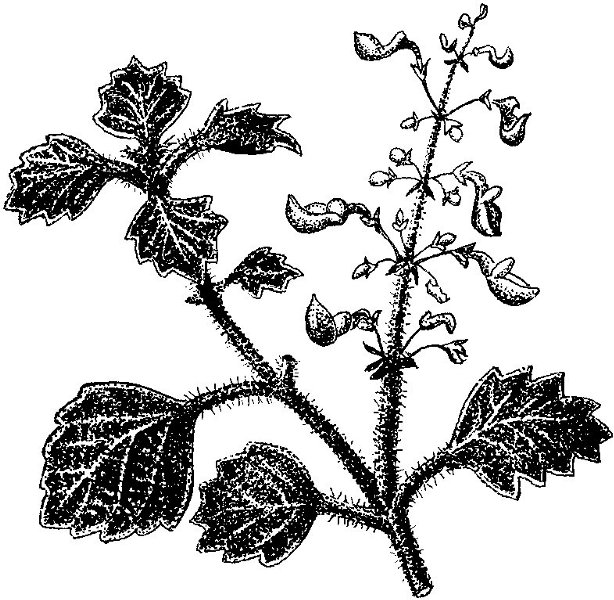 Kolej Hrvatska Enciklopedija